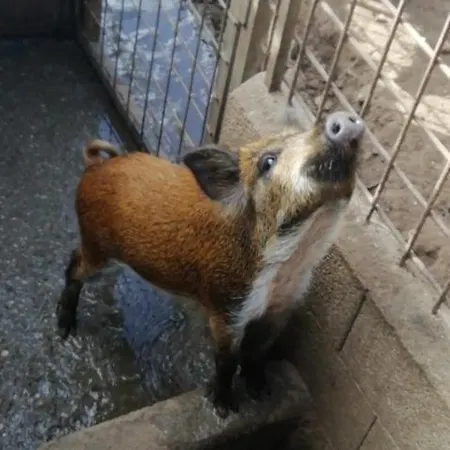 Badde Cubas 3* Usini