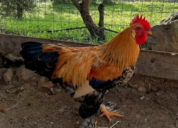 ベッド・アンド・ブレックファスト Badde Cubas 3*