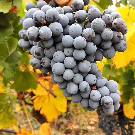 Badde Cubas Panzió 3*