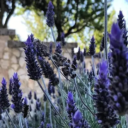 Badde Cubas Panzió 3*