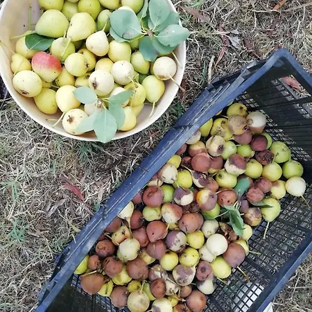 Badde Cubas فندق مبيت وإفطار Usini