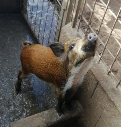 Badde Cubas 3* Usini