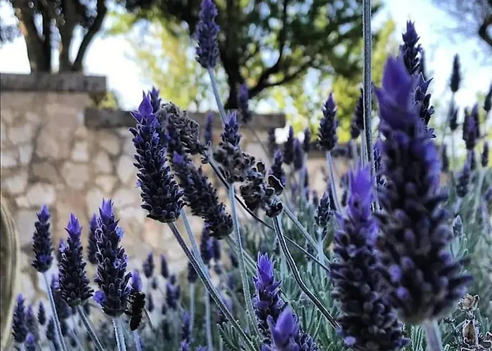 Badde Cubas Nocleg ze śniadaniem 3*